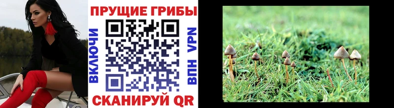 наркотики  Севск  Галлюциногенные грибы GOLDEN TEACHER 